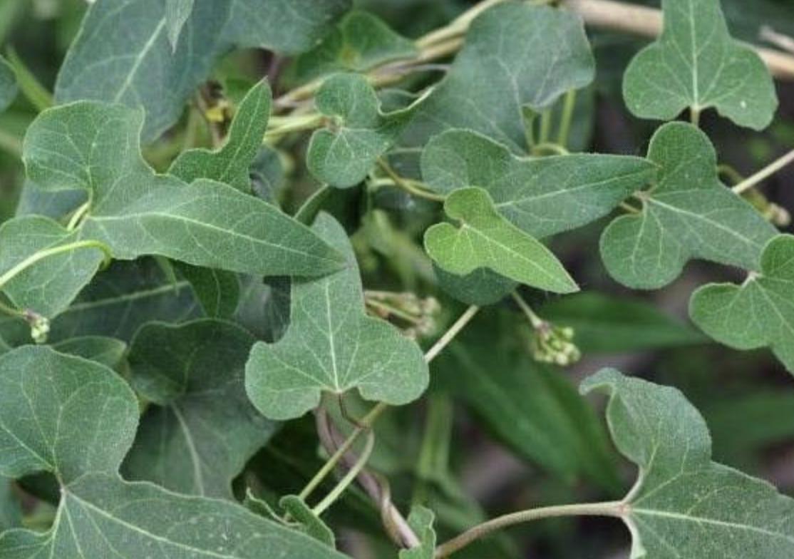 石头缝里，1种杂草像“常春藤”，被称为“白人参”，珍贵、奇特