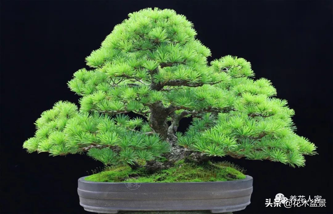 从盆景小白到终身爱好,初学者养盆景少走坑