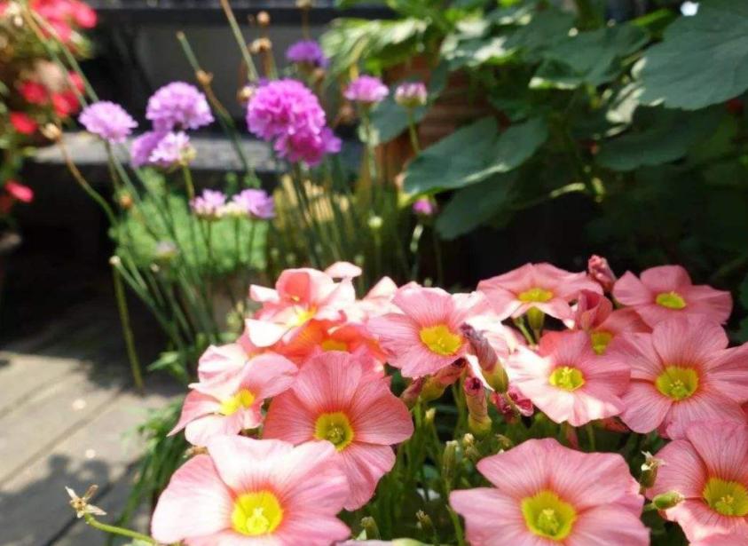 在家养花里面浇点简单的什么,家庭养花可以浇橘子皮水吗