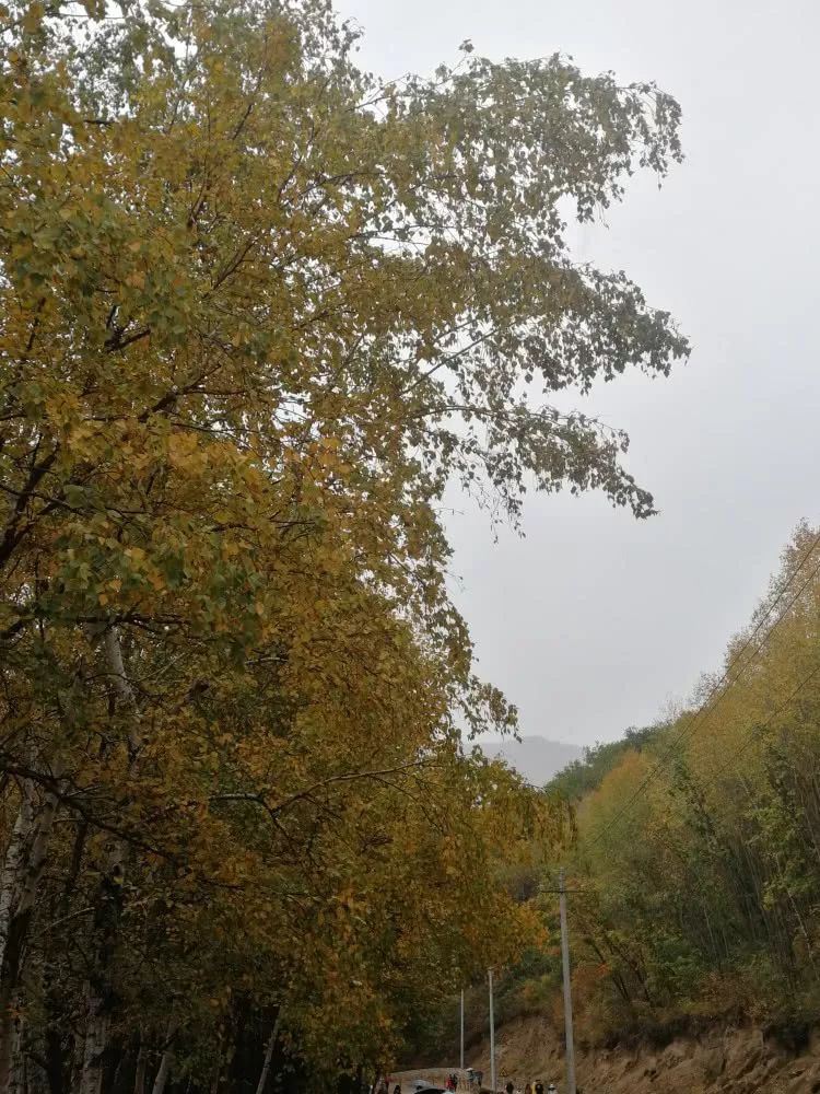 北京喇叭沟原始森林公园未解之谜,喇叭沟门原始森林最佳观赏区