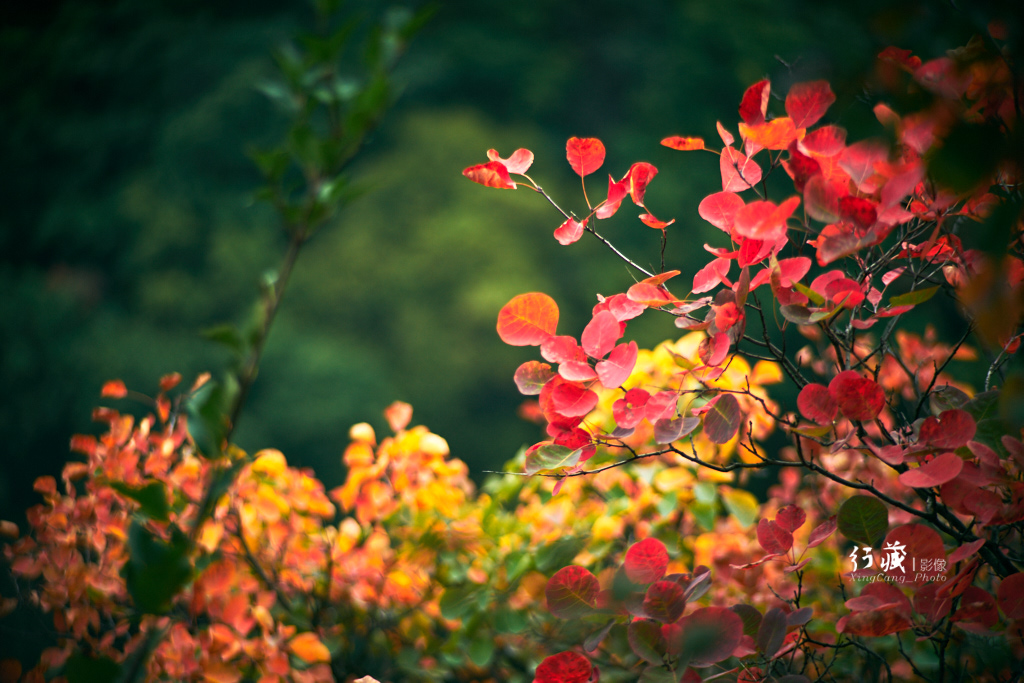 红了红了！在甘山的片片红叶中首波感受绚烂的秋天