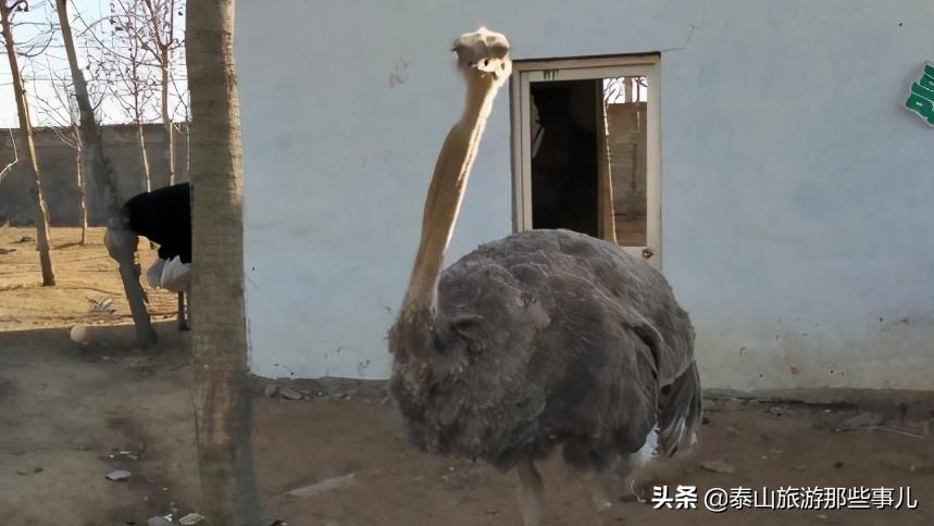 安泰壹号,值得玩的周边野生动物园