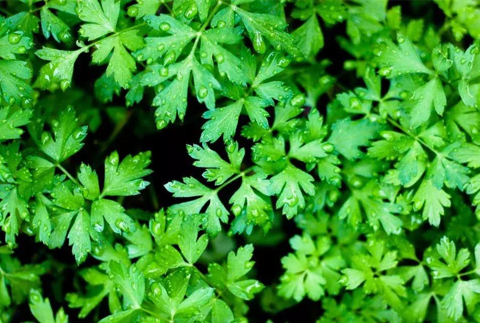 小众且美味的蔬菜,惊艳爽口的蔬菜