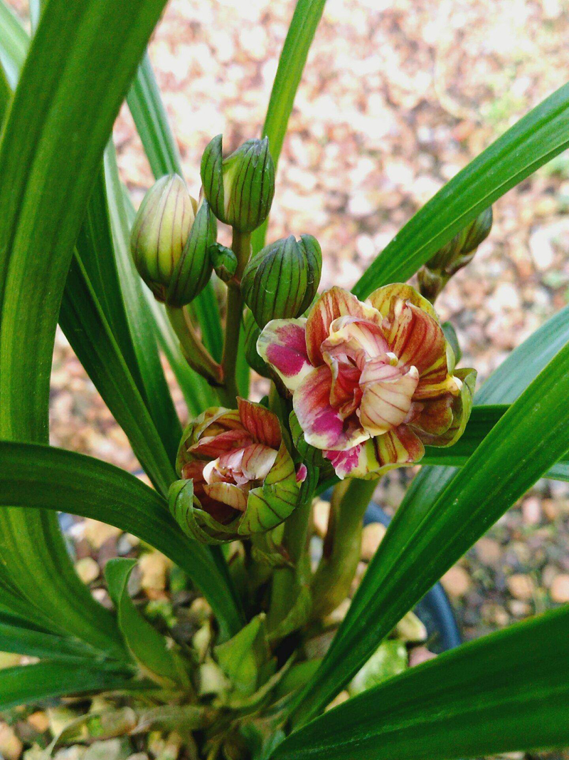 兰花粉虱怎么去除,兰花上的虱虫怎么去除