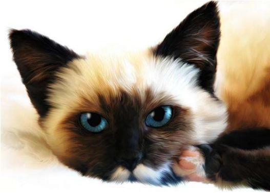 美短猫多少钱一只2021年价格,长城闪电猫和朋克猫2021款价格