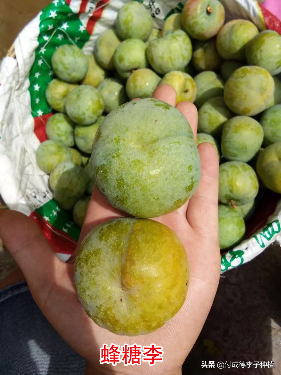 新疆种植什么水果前景好,种植什么水果前景好