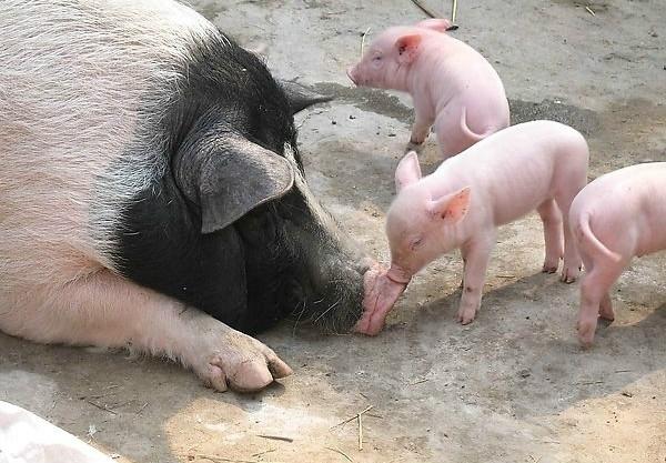 简单的农村养猪自配饲料,农村养猪简单称猪法