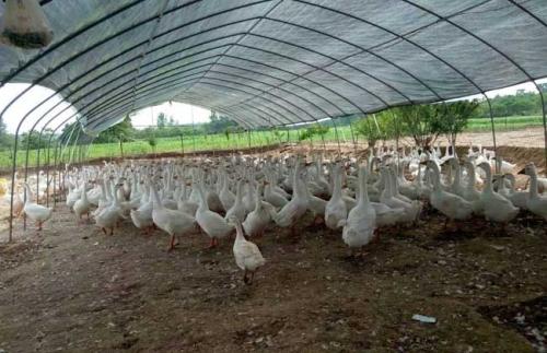 大学生创业赚1000万,农村小伙创业养鸭投资5千块