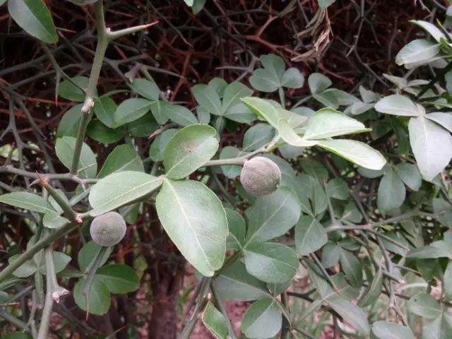 动物与植物有哪些成语故事,哪些成语与植物行为有关