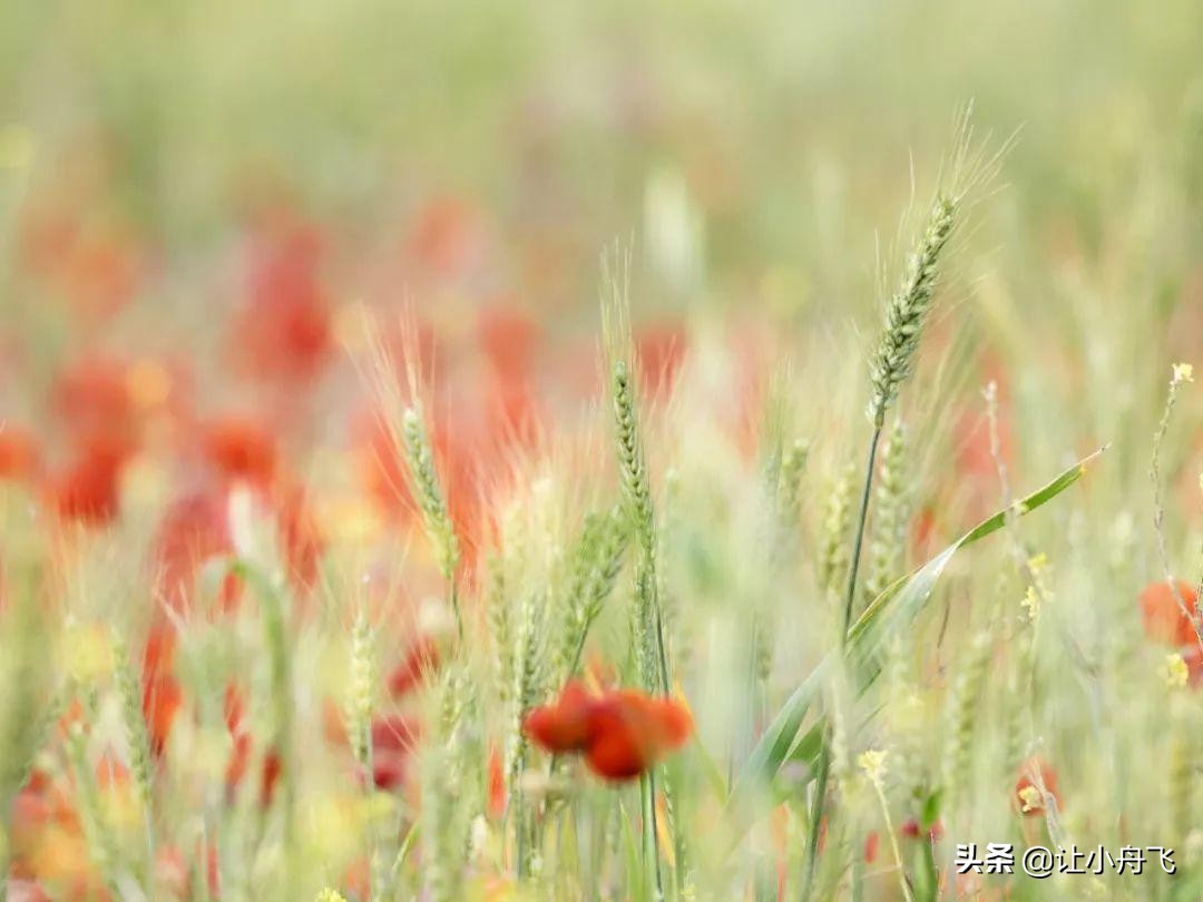 小满未满小得盈满,小满知足盈满常乐