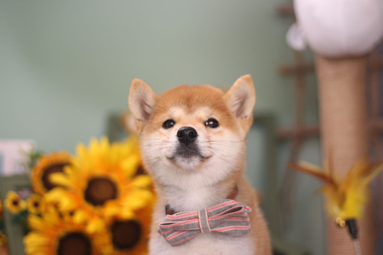 柴犬好不好养？饲养柴犬的正确方法，看这一篇就够了