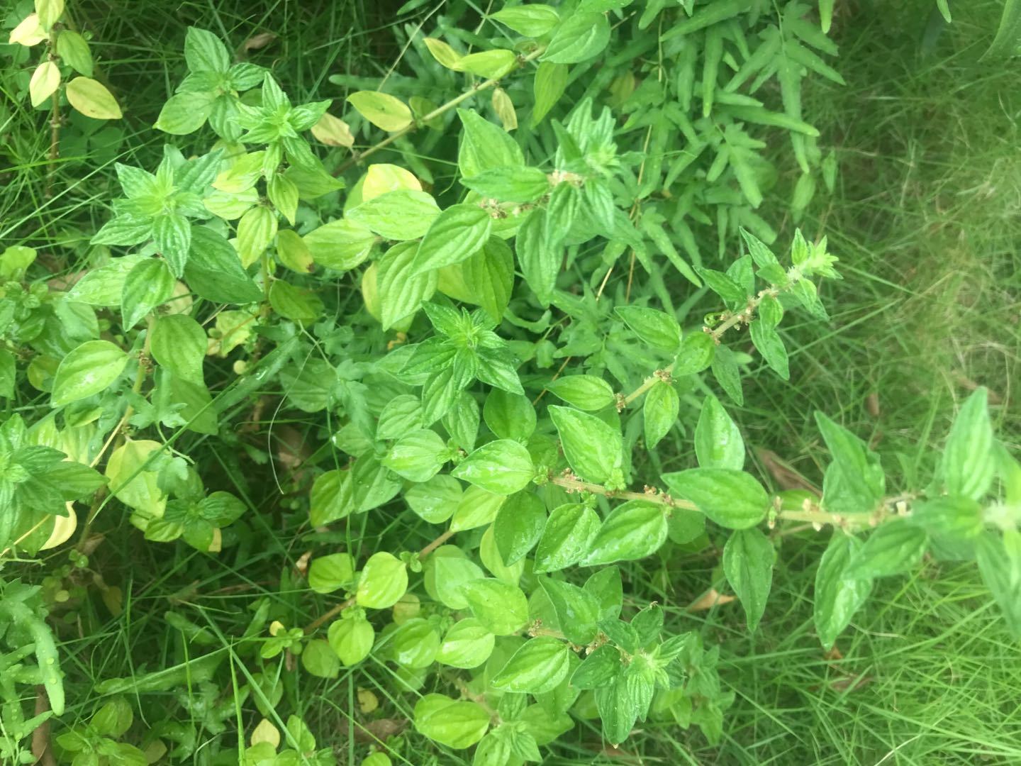 雾水葛治病民间偏方,查草药雾水葛的功能与主治