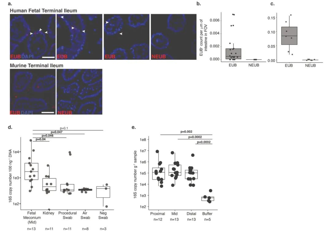 活菌在人体中可以存活吗,活菌在干燥的环境下能存活多久