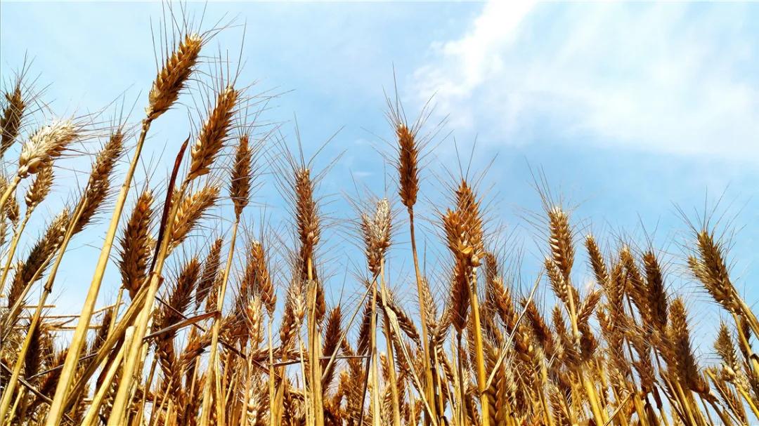 面团还能吹气球?高筋麦“拍了拍”你→