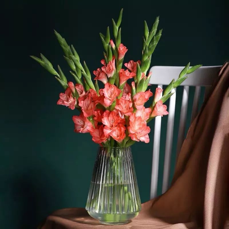 吉祥兰品种大全,六种吉祥兰花