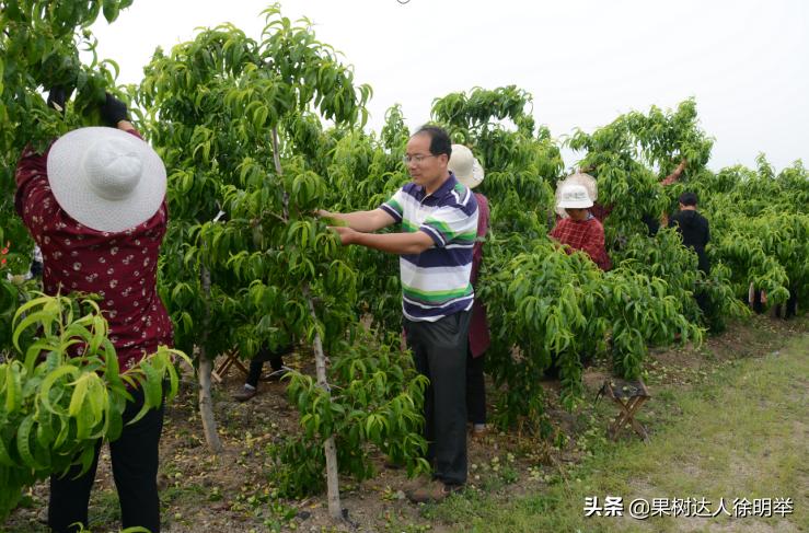 桃树主干形修剪技术有哪些,主干形桃树的夏季修剪方法完整版
