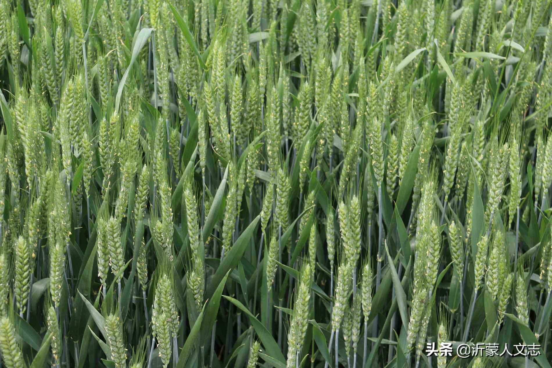 兰陵层山和庄坞,兰陵县庄坞镇层山集