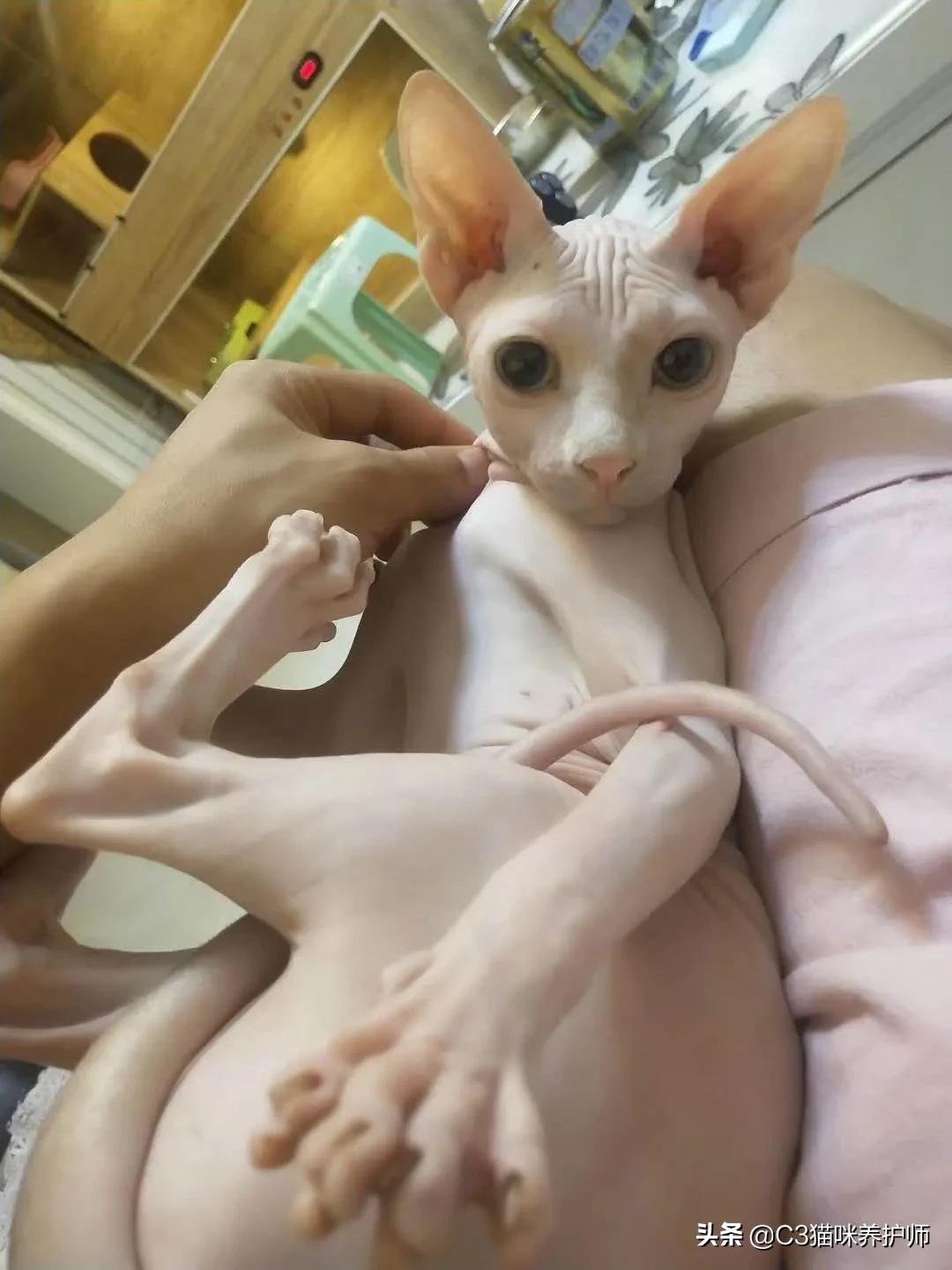 斯芬克斯无毛猫的冷知识,斯芬克斯猫是人工的吗