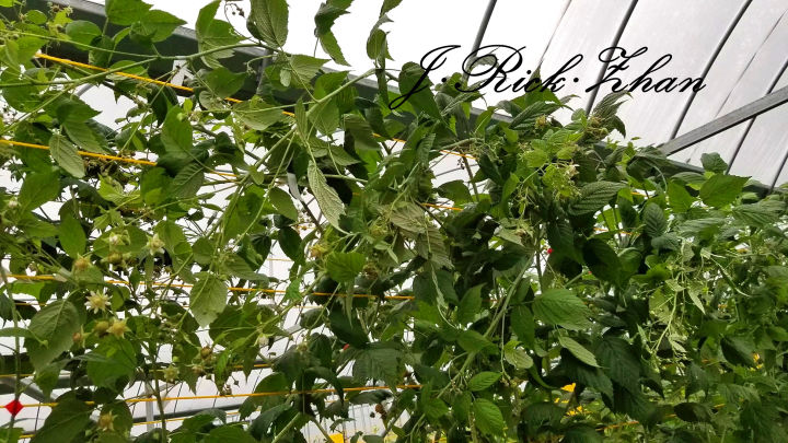 如何种野生树莓,树莓果的种子怎么种植