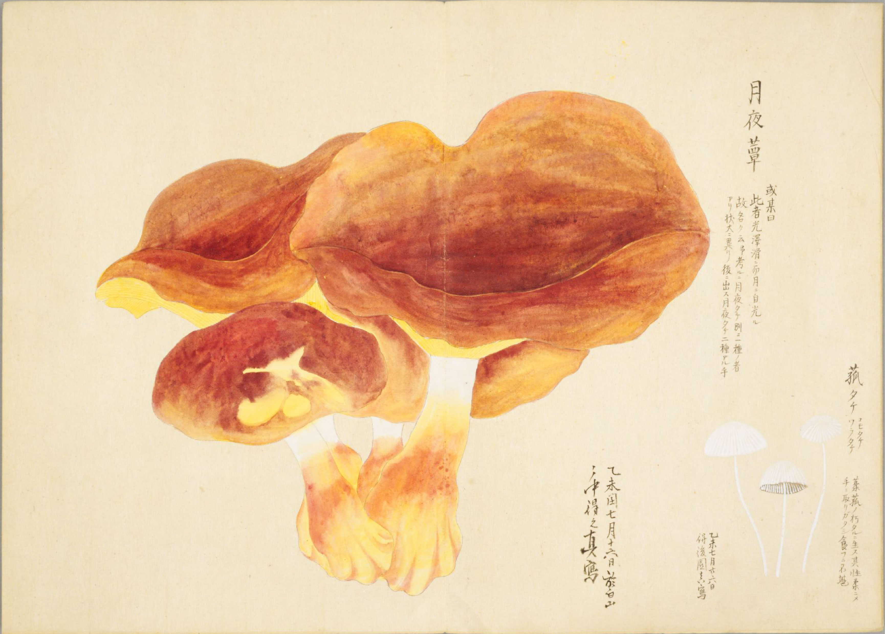 各种多彩菌图片大全,意式野菌图片大全