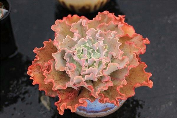 淘宝买多肉带盆的需要脱土修根吗,淘宝上买多肉有什么坑