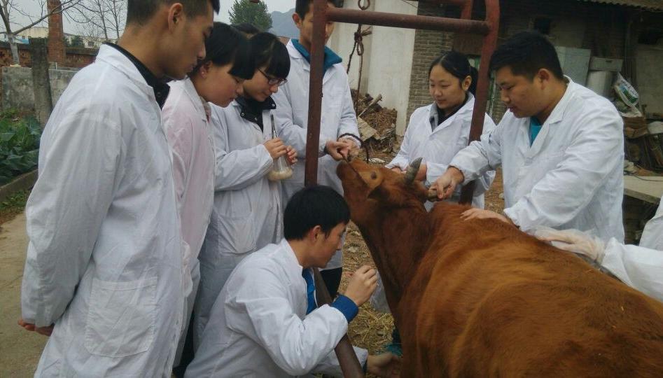 兽医专业可以从事什么行业呢,大学毕业兽医工作具体都做些什么