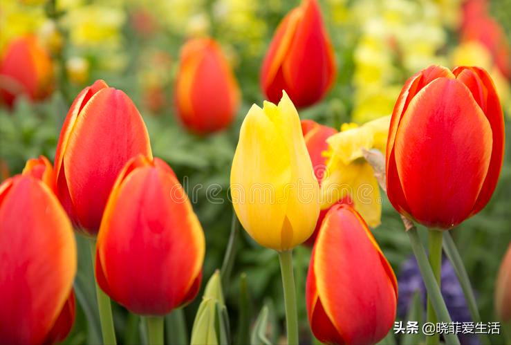 哪些花气味有毒不能养,哪10种花有毒