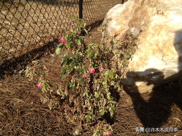 月季黑杆烂根用什么药,月季扦插黑杆了怎么救