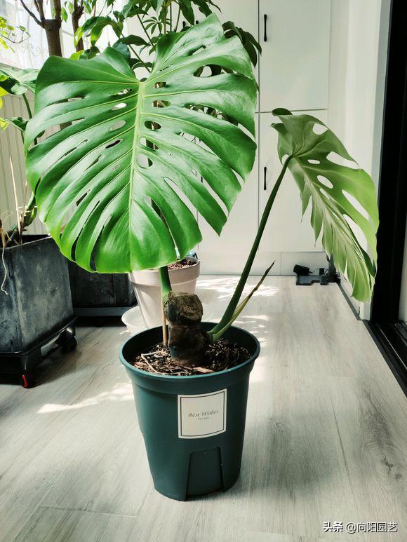 新房装修去除甲醛养什么植物,新装修房子放什么植物除甲醛好