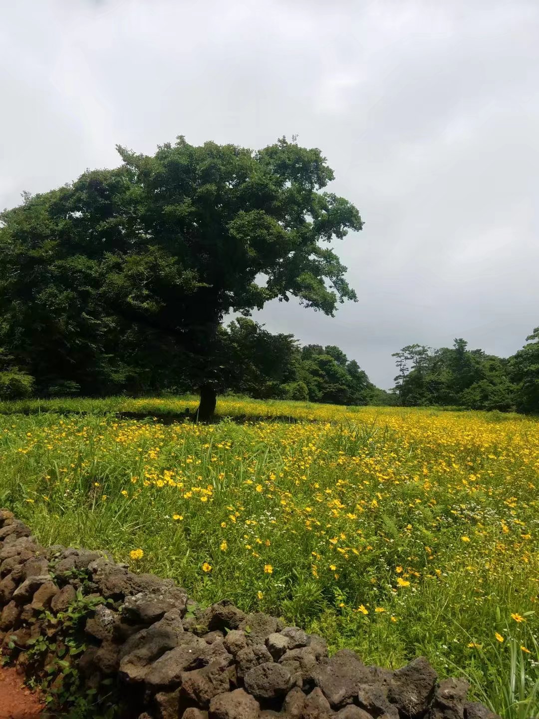 济州岛万丈窟旅游攻略,济州岛万丈窟
