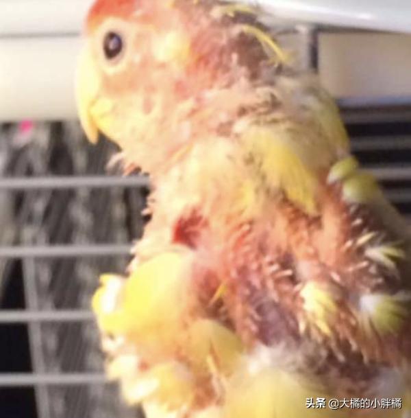 鹦鹉有病怎么救活,鹦鹉常见的致命疾病