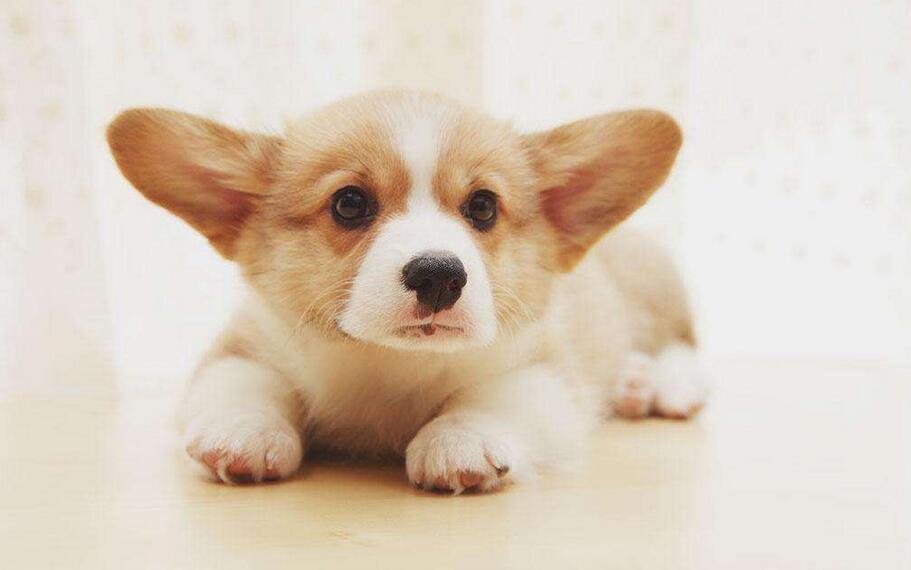 饲养柯基犬有哪些需要注意的地方,饲养柯基犬需要注意的五件小事