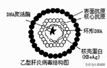 乙肝肝炎的发病症状,乙肝135阳性会有什么症状