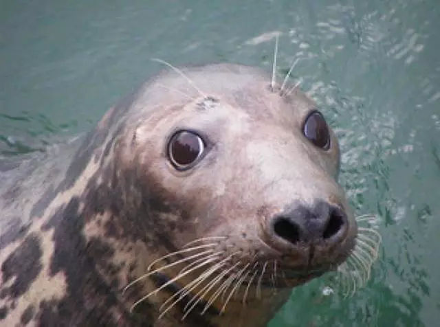 它土圆肥,却是出了名的网红