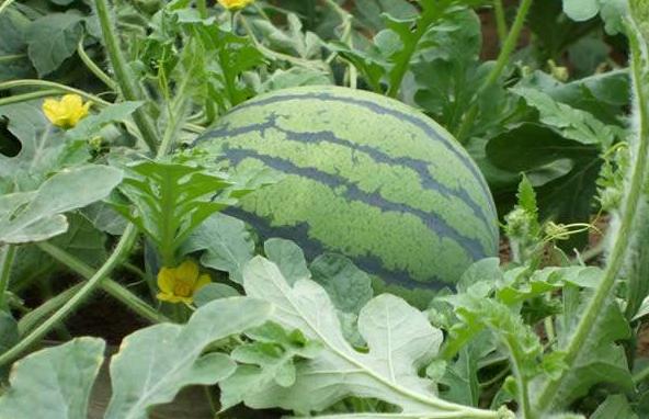 最全海南水果上市时间表,海南水果上市时间表收藏版