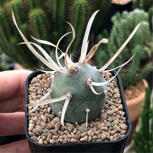 仙人掌开花美图,仙人掌介绍60多种独特的仙人掌