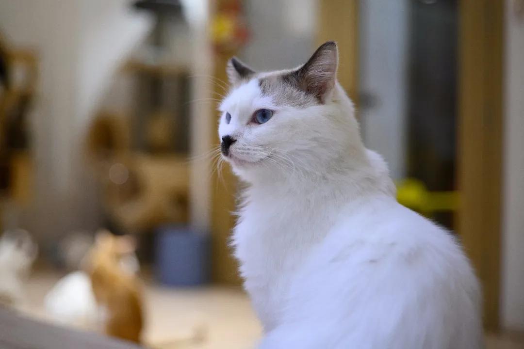 “天”作之合！天工TECHART推出全球首款康泰时G-尼康Z转接环