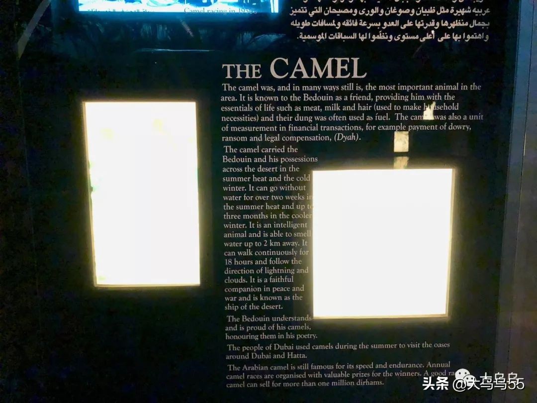 全球旅行迪拜游,迪拜菜鸟出国游