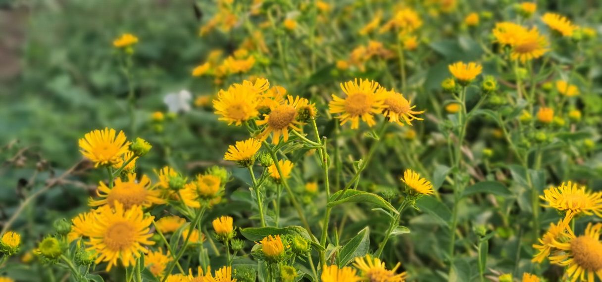 结婚十年在婆家一直没有归属感,为什么一回婆家我心情就很糟