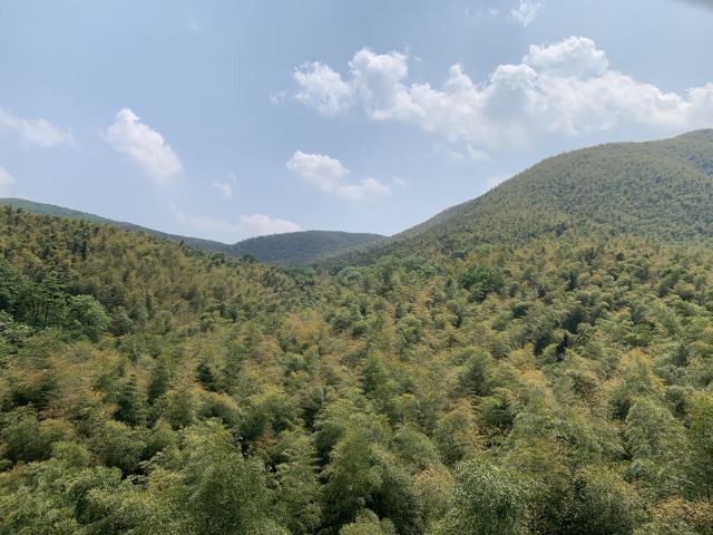 清新大自然竹林风景视频,宜兴竹海风景区图片欣赏