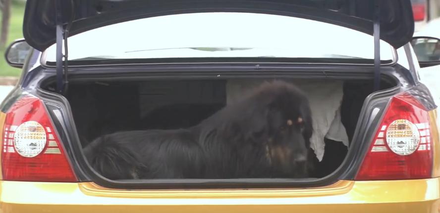 主人想把狗安乐死,主人选择抛弃狗狗