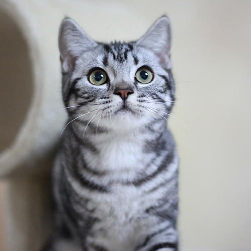 英短猫便秘拉不出来怎么办,一个月幼猫便便干硬怎么解决