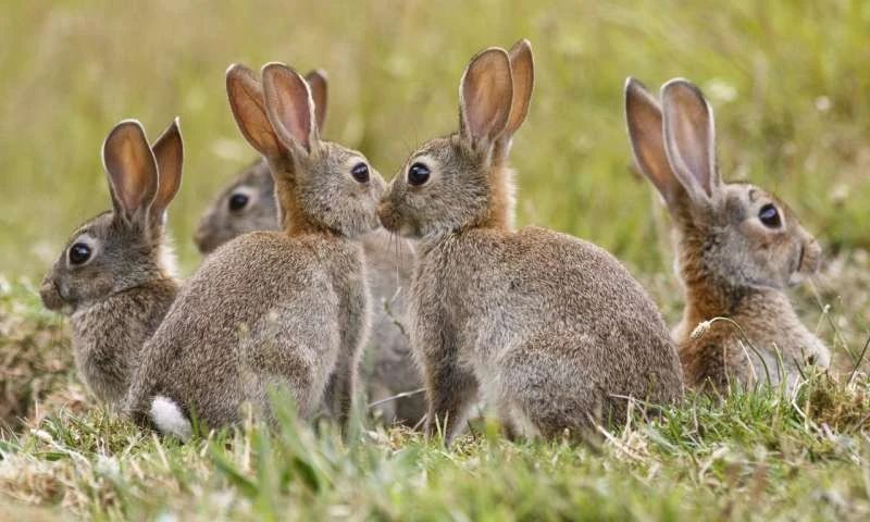 辟谣澳洲动物泛滥,澳洲兔子泛滥成灾2020