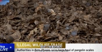 穿山甲报应,报应啊