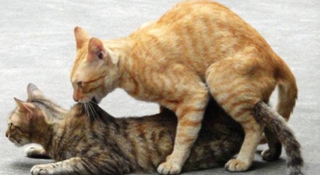 冬季猫咪发情期到来，铲屎官们无可奈何？别着急，方法都在这了