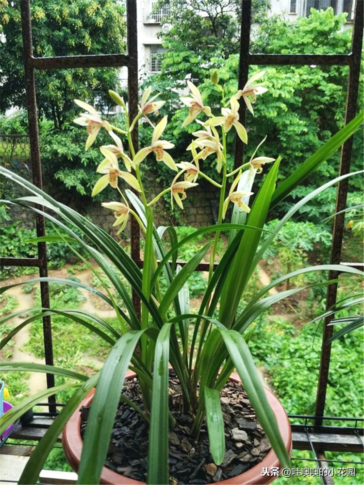 专治兰花黑斑,兰花的黑斑病用大蒜可以治疗吗