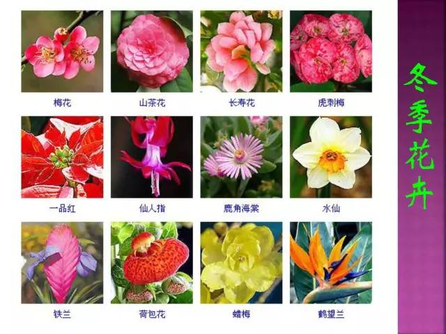 花卉大全500种观叶植物名称,1332种常见花卉植物图谱