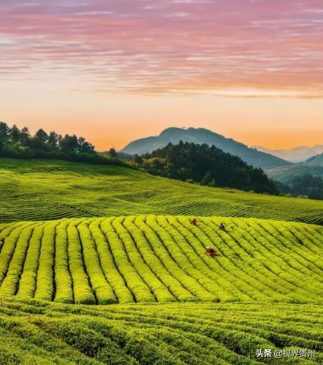 贵州茶海的春天有多美,贵州最美茶海