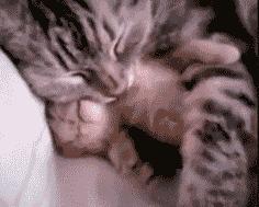 猫会像人一样做梦吗,猫老是做梦