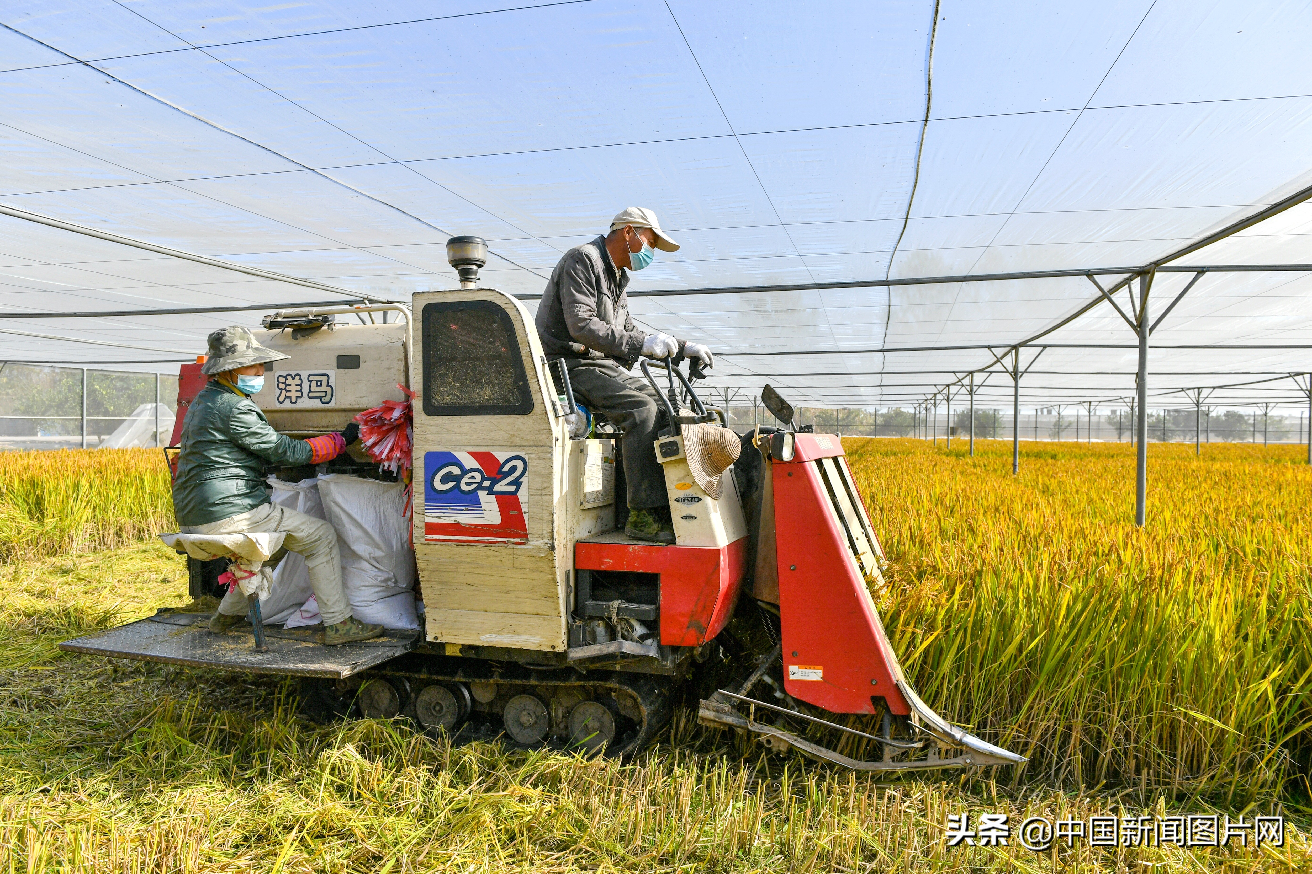 1000亩水稻一年纯利润,长兴百亩吊瓜收入